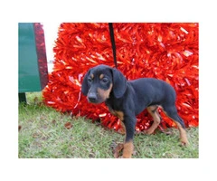 Male Rottweiler Puppy for Sale - 1