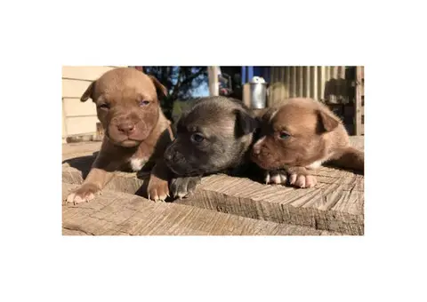 Pitsky Puppies for Sale