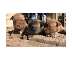Pitsky Puppies for Sale