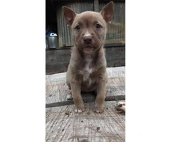 Pitsky Puppies for Sale - 2