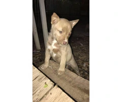 Pitsky Puppies for Sale - 3