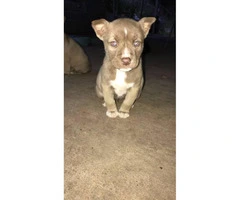 Pitsky Puppies for Sale - 4