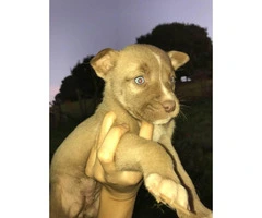 Pitsky Puppies for Sale - 5