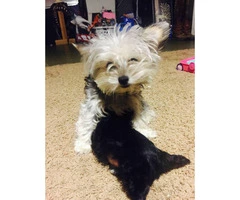 Yorkie Yorkshire Terrier puppy available - 3