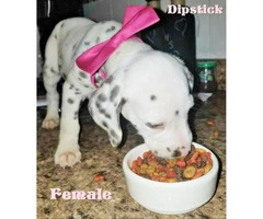 10 weeks old Dalmatian - 4 Puppies Available