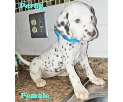 10 weeks old Dalmatian - 4 Puppies Available - 2