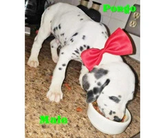 10 weeks old Dalmatian - 4 Puppies Available - 4