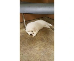 Great Pyrenees puppies for sale - 3 males and 2 females