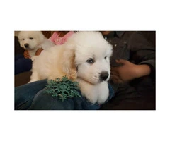 Great Pyrenees puppies for sale - 3 males and 2 females