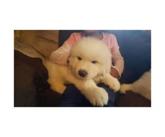 Great Pyrenees puppies for sale - 3 males and 2 females