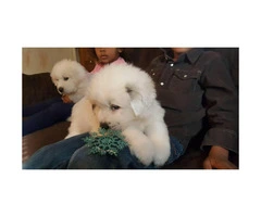 Great Pyrenees puppies for sale - 3 males and 2 females