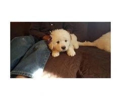 Great Pyrenees puppies for sale - 3 males and 2 females