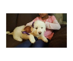 Great Pyrenees puppies for sale - 3 males and 2 females