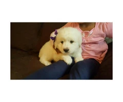 Great Pyrenees puppies for sale - 3 males and 2 females