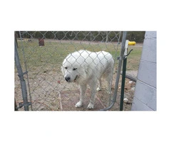 Great Pyrenees puppies for sale - 3 males and 2 females