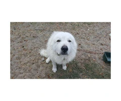 Great Pyrenees puppies for sale - 3 males and 2 females