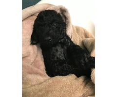 Standard Poodle Puppies for Sale - non shedding - 1