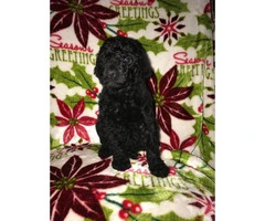 Standard Poodle Puppies for Sale - non shedding - 2