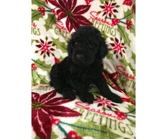 Standard Poodle Puppies for Sale - non shedding - 3