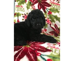 Standard Poodle Puppies for Sale - non shedding - 4