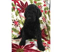 Standard Poodle Puppies for Sale - non shedding - 5