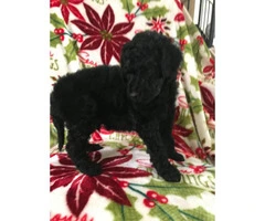 Standard Poodle Puppies for Sale - non shedding - 6