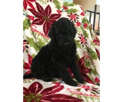 Standard Poodle Puppies for Sale - non shedding - 7