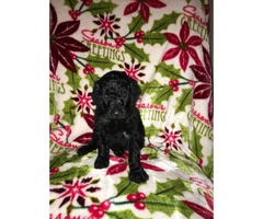 Standard Poodle Puppies for Sale - non shedding - 8