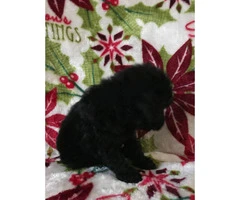 Standard Poodle Puppies for Sale - non shedding - 9