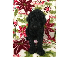 Standard Poodle Puppies for Sale - non shedding - 10
