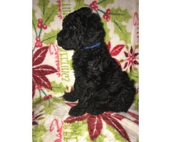 Standard Poodle Puppies for Sale - non shedding - 11