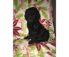 Standard Poodle Puppies for Sale - non shedding - 12