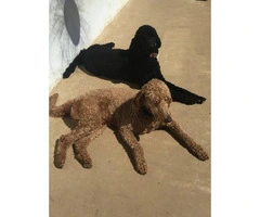 Standard Poodle Puppies for Sale - non shedding - 13