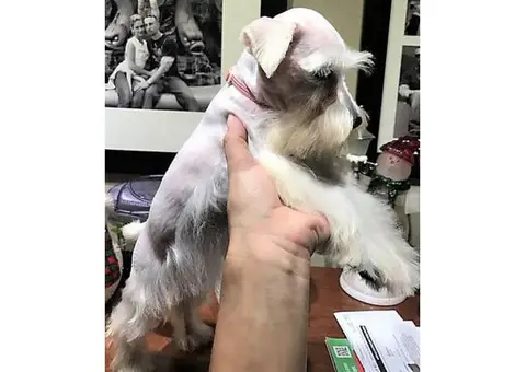 4 months old White Miniature Schnauzer Puppies