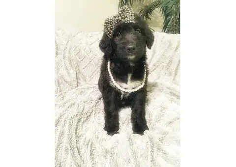 8 weeks old Aussiedoodle puppies for sale
