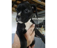 Adorable Boxer Puppies for Sale -  Black with white markings - 1