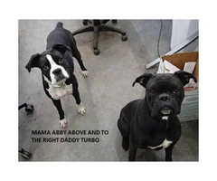 Adorable Boxer Puppies for Sale -  Black with white markings - 2