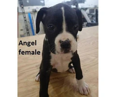 Adorable Boxer Puppies for Sale -  Black with white markings - 3