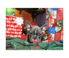 3 French Bulldog Puppies for Sale - Top Quality Lines - 2