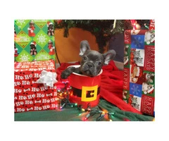 3 French Bulldog Puppies for Sale - Top Quality Lines - 3