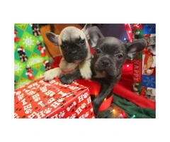 3 French Bulldog Puppies for Sale - Top Quality Lines - 5