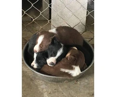 Border Collie Puppies for Sale - ranch homes preferred - 1