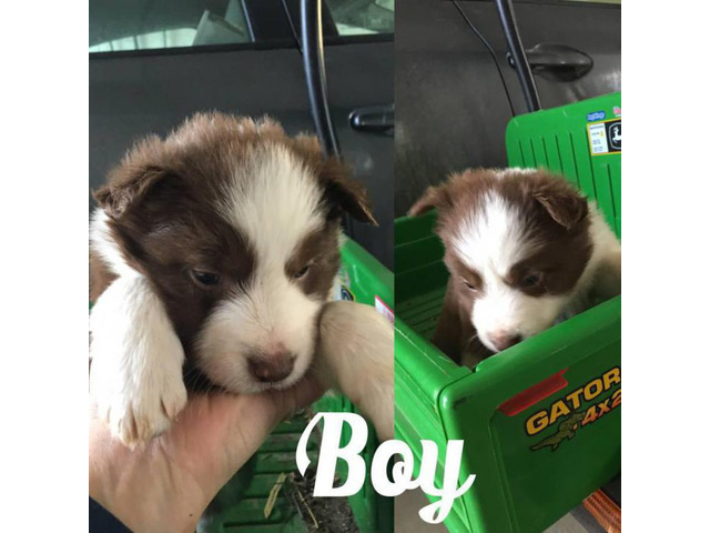 Border Collie Puppies for Sale ranch homes preferred in