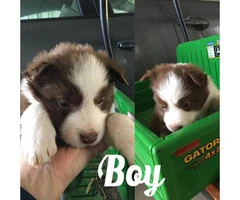 Border Collie Puppies for Sale - ranch homes preferred - 2