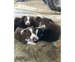 Border Collie Puppies for Sale - ranch homes preferred - 4