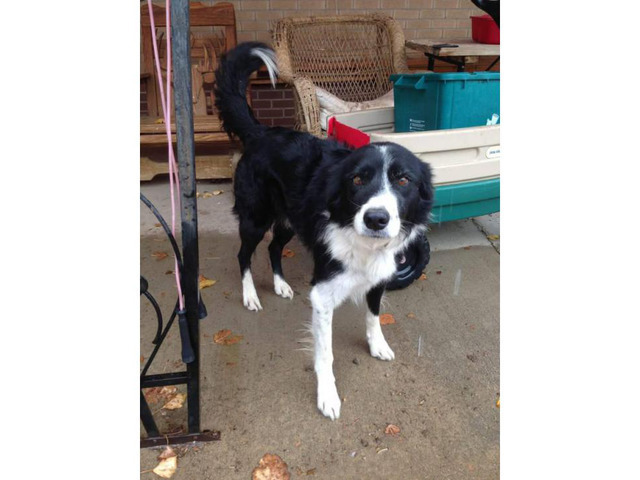 Border Collie Puppies for Sale ranch homes preferred in
