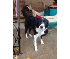 Border Collie Puppies for Sale - ranch homes preferred - 5