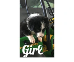 Border Collie Puppies for Sale - ranch homes preferred - 6
