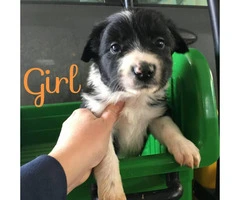 Border Collie Puppies for Sale - ranch homes preferred - 7