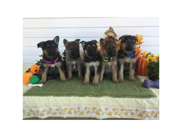 10 weeks old German shepherd puppies for sale in nc in Boonville, North Carolina - Puppies for ...